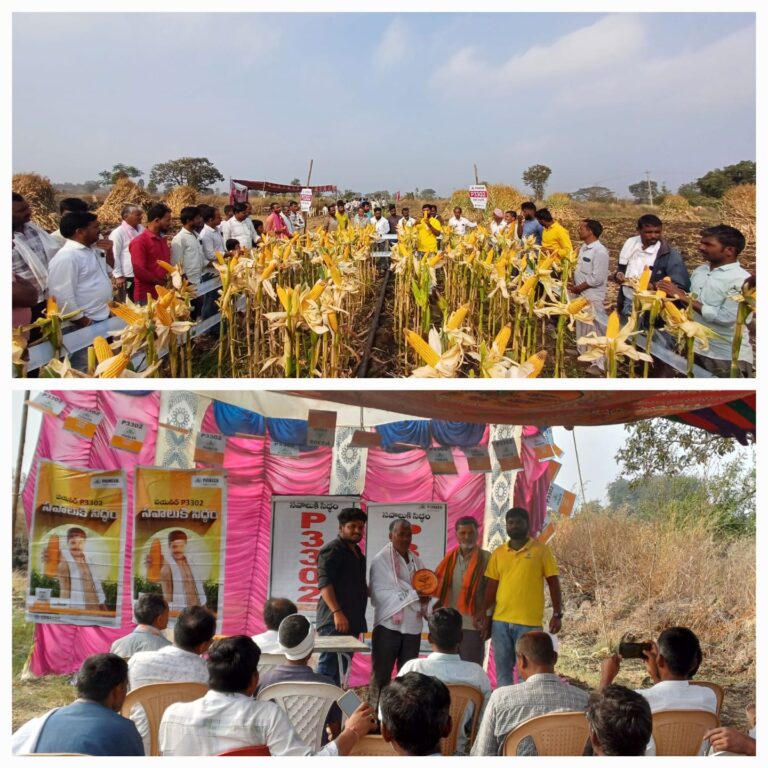 లింగంపల్లి గ్రామంలో పయనీర్ కంపెనీ ఆధ్వర్యంలో మొక్కజొన్న కోత దినోత్సవం